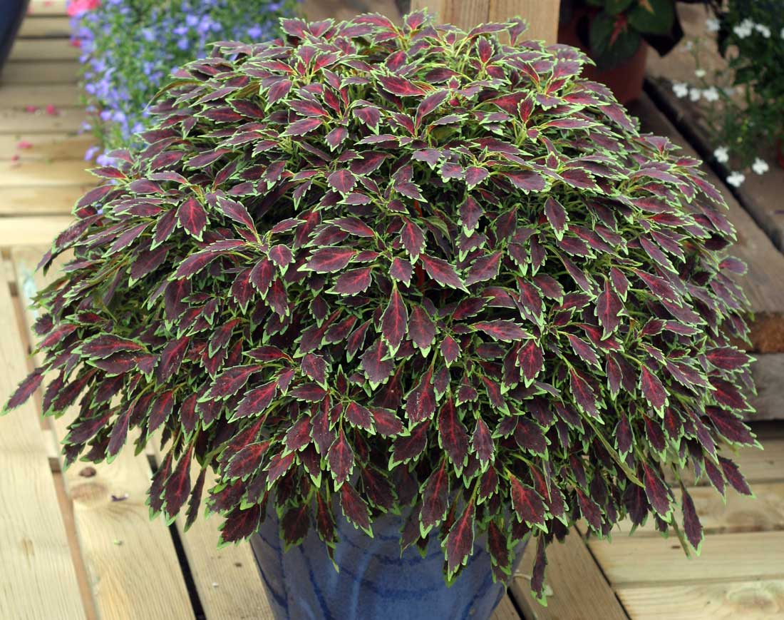 Aurora Black Cherry Aurora Black Cherry