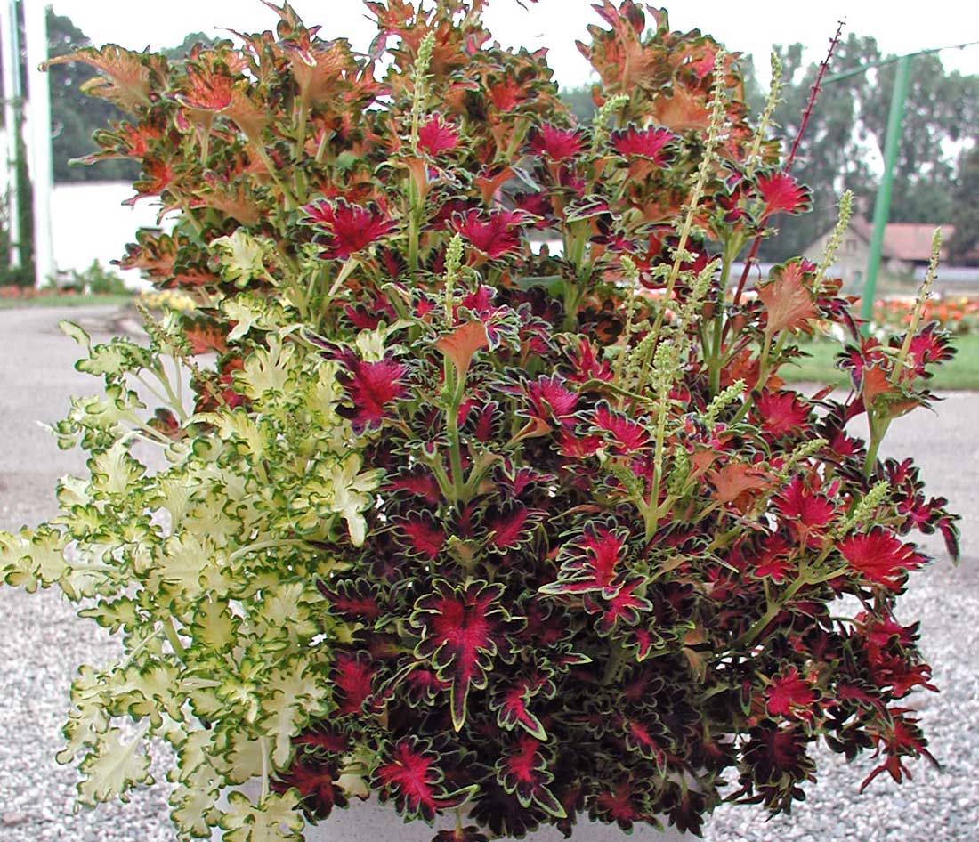Coleus Carefree Mix Coleus Carefree Mix