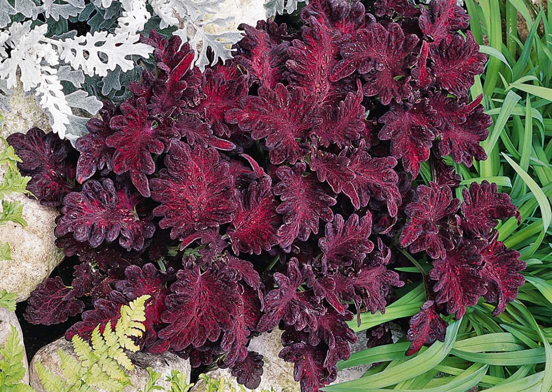 Coleus Wizard Black Dragon Coleus Wizard Black Dragon