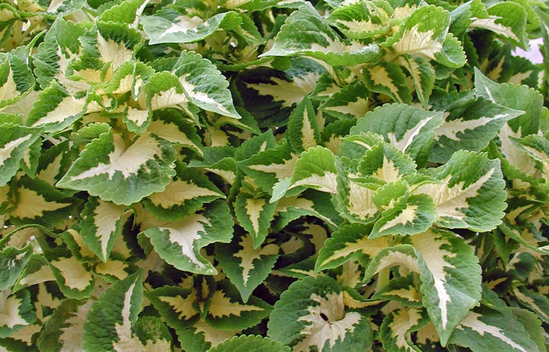 Coleus Wizard Jade Coleus Wizard Jade