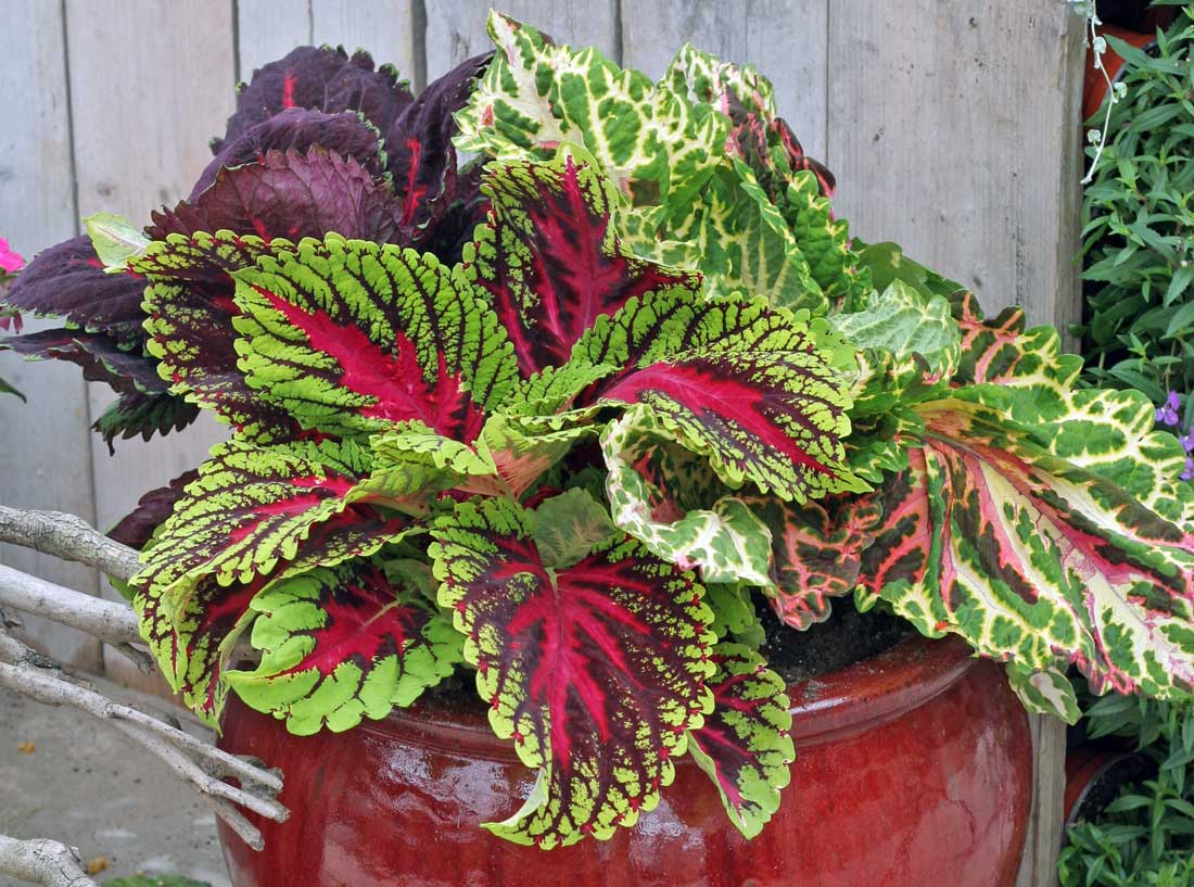 Coleus, atraktivní kopřiva: jak ji pěstovat, kam vysadit