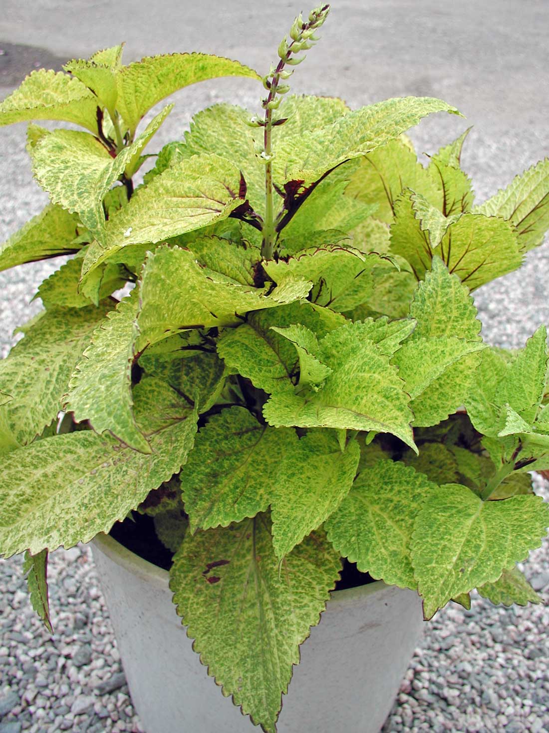 Coleus Wizard Pineapple Coleus Wizard Pineapple