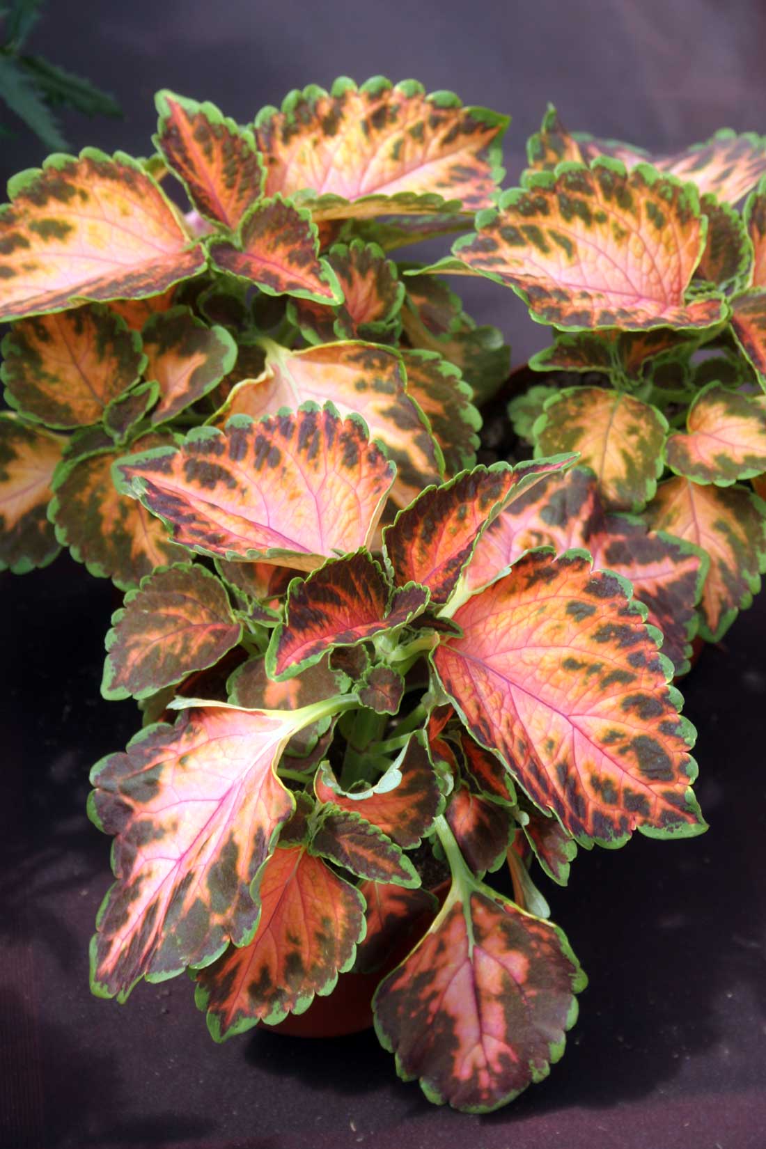 Coleus Wizard Pink Coral Sunrise Coleus Wizard Pink Coral Sunrise