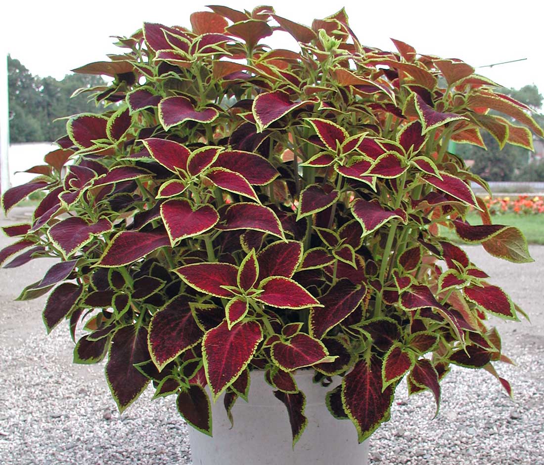Coleus Wizard Scarlet Coleus Wizard Scarlet
