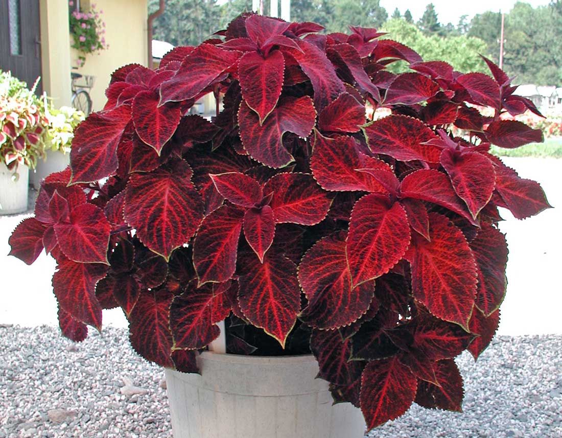 Wizard Velvet Red Wizard Velvet Red