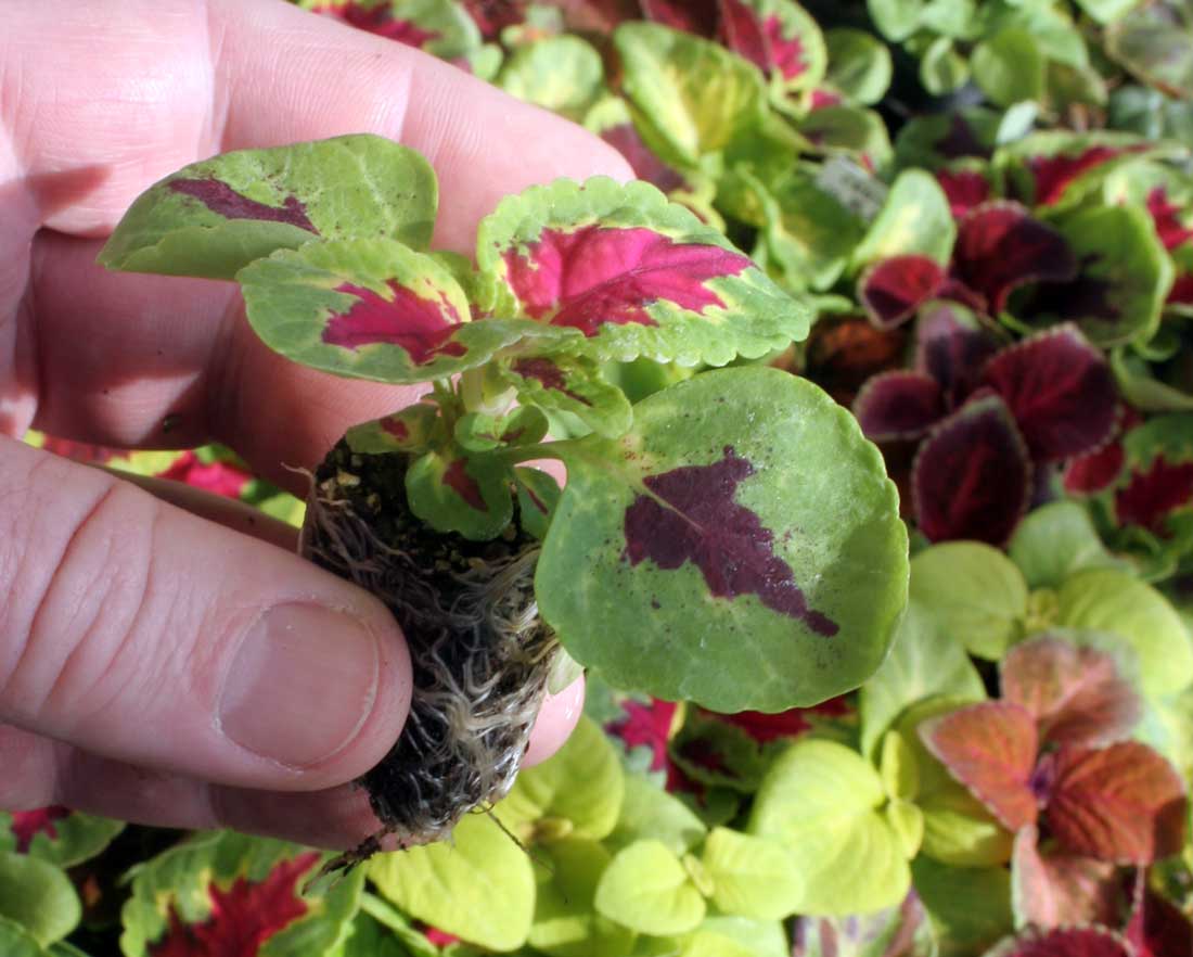Coleus se stěhuje do květináčku Coleus
