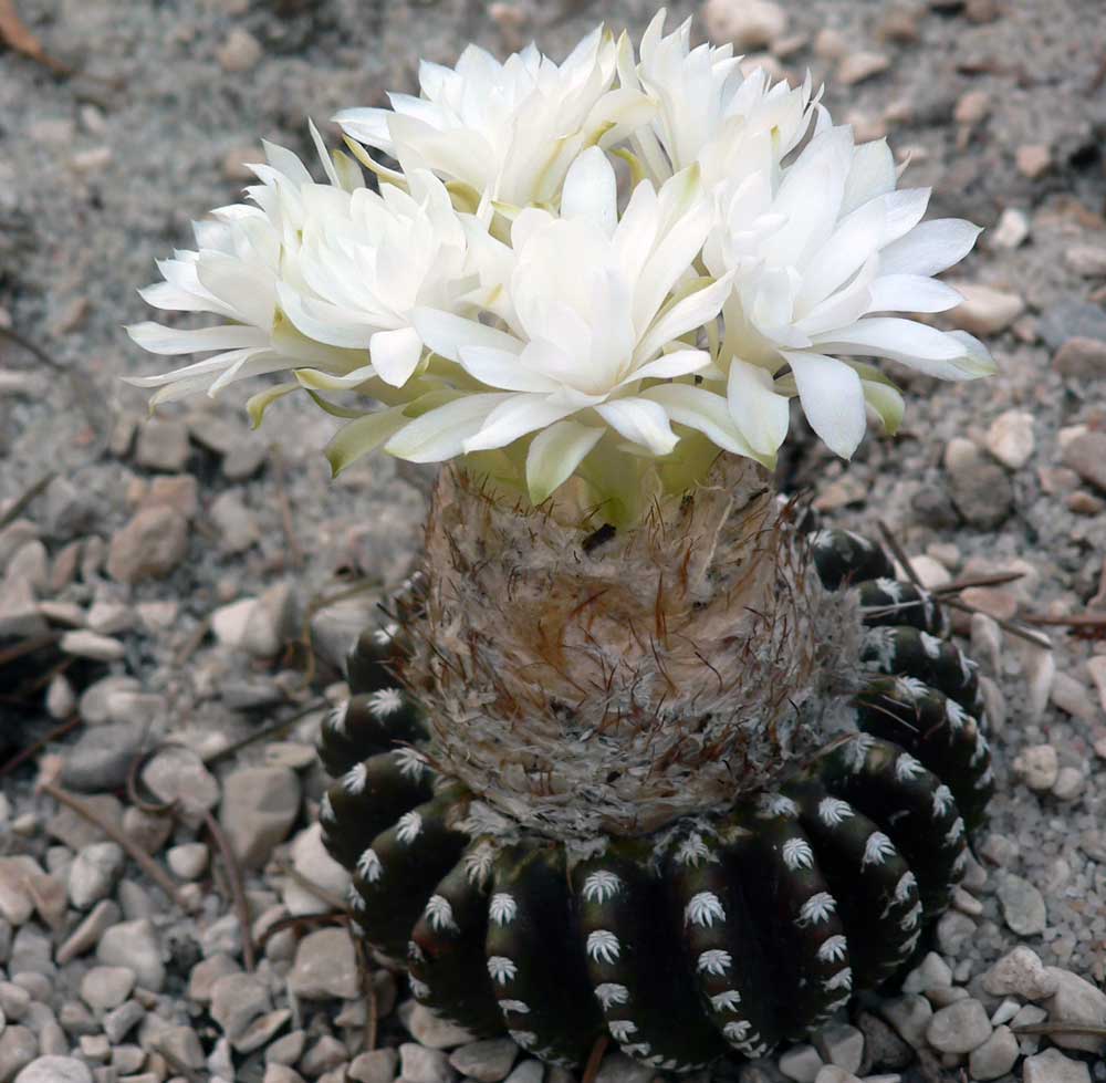 Discocactus horstii