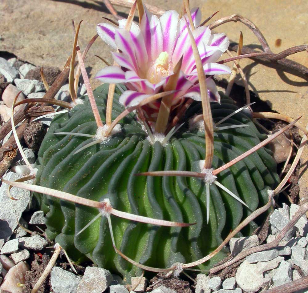 Echinofossulocactus sp.