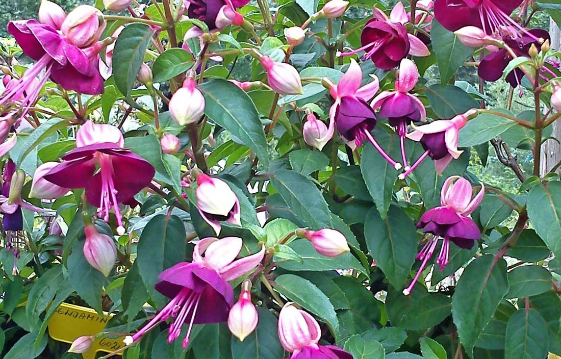 Fuchsie Heri Candiru