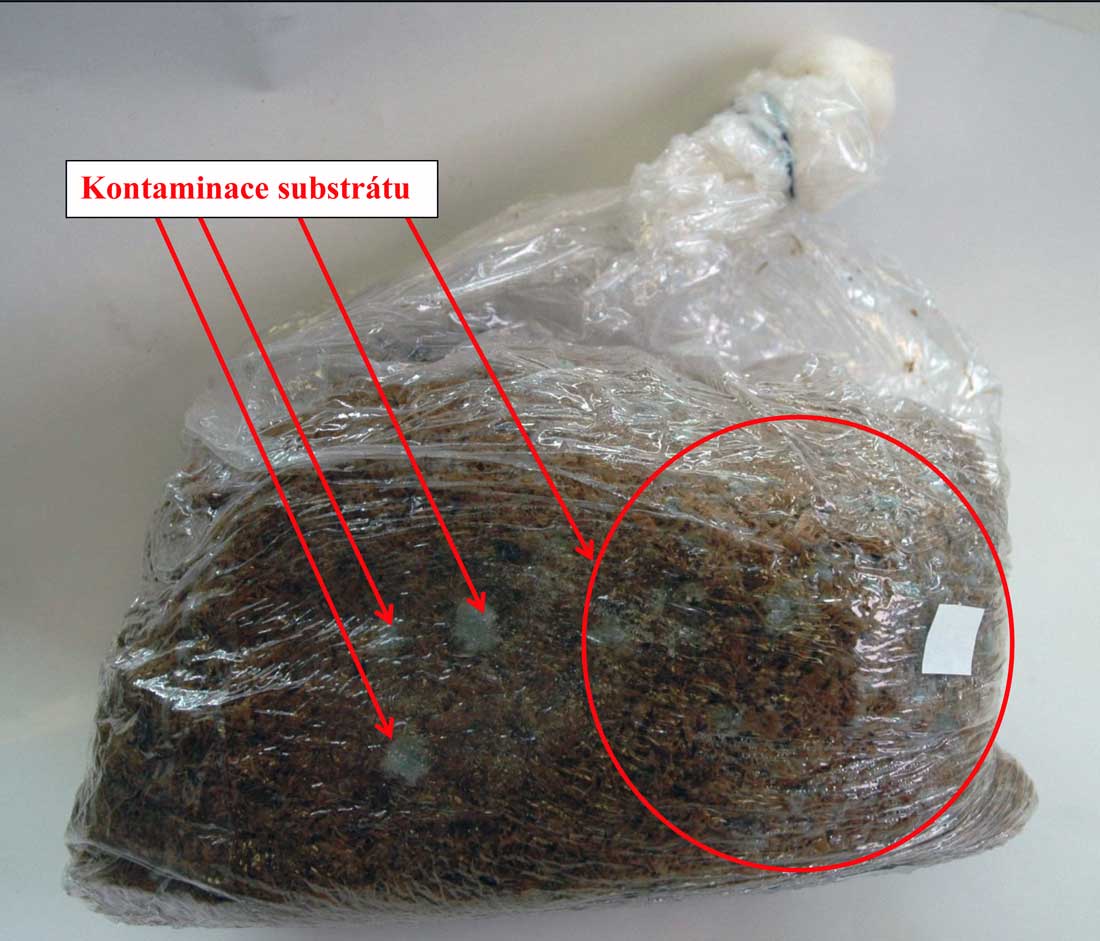 Kontaminace nedostatečně ošetřeného substrátu Kontaminový substrát