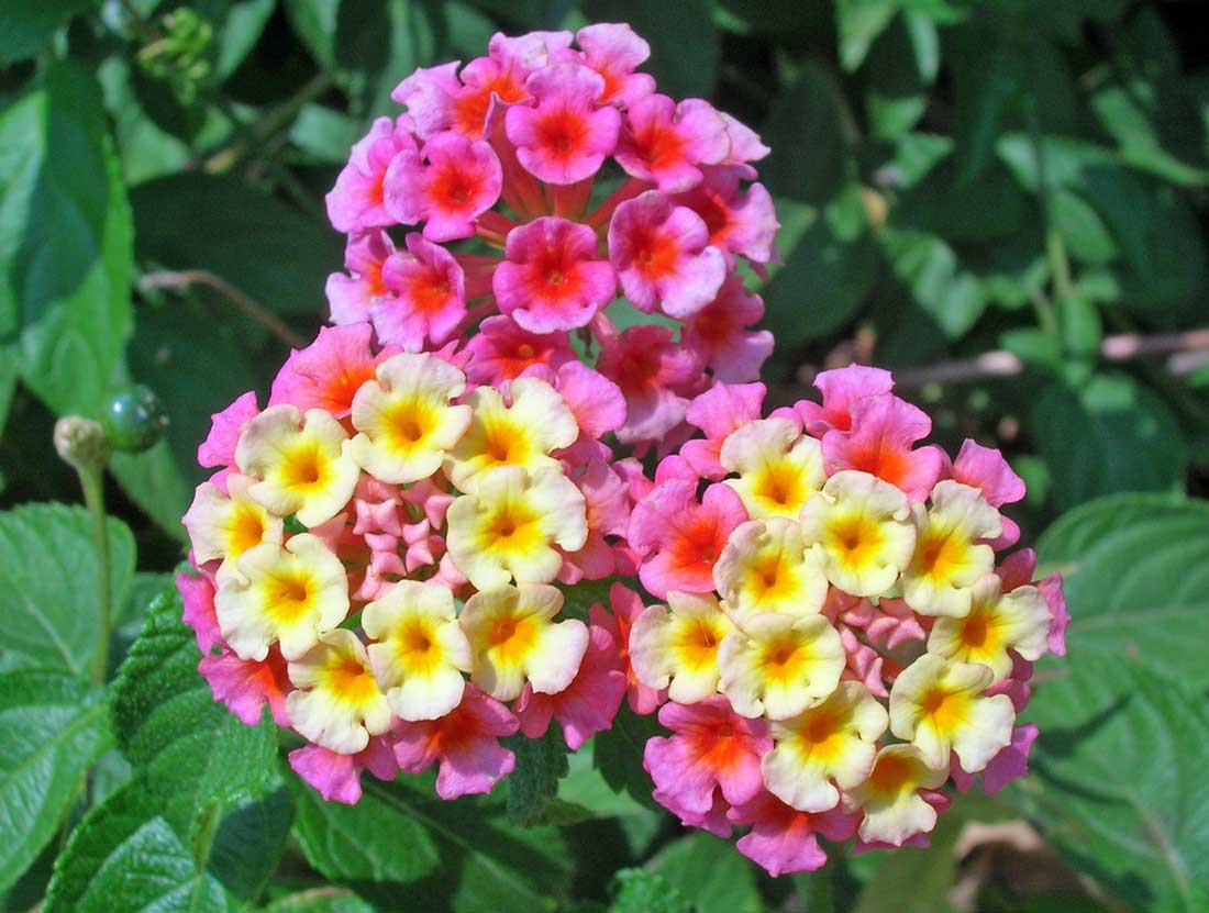 Lantána Feston Rose Lantana Feston Rose