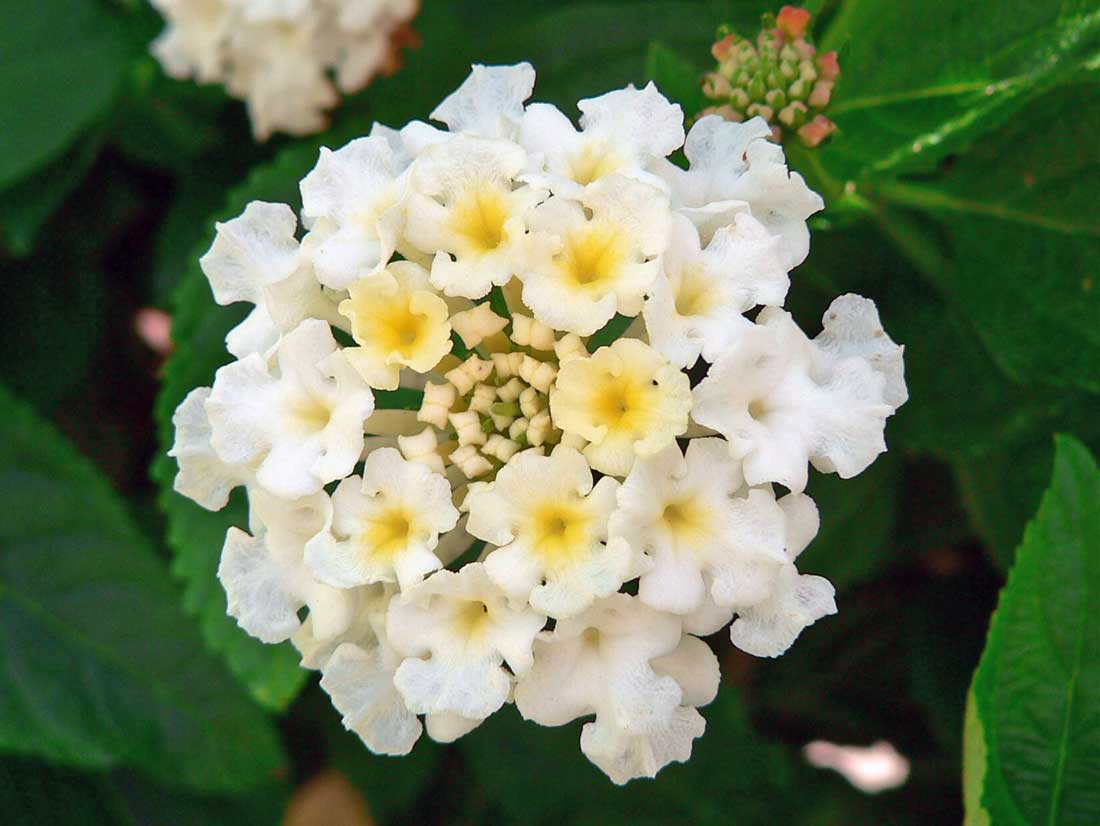 Lantana camara Avalanche Lantana Camara Avalanche