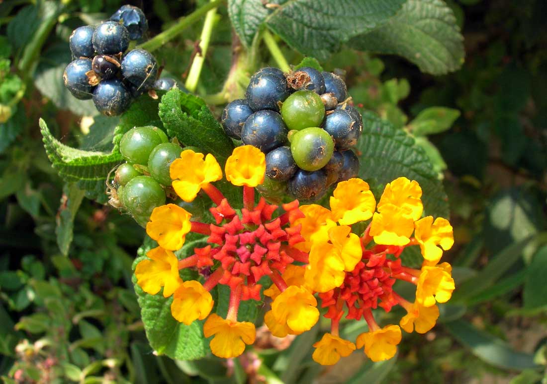 Lantana camara Lantana camara