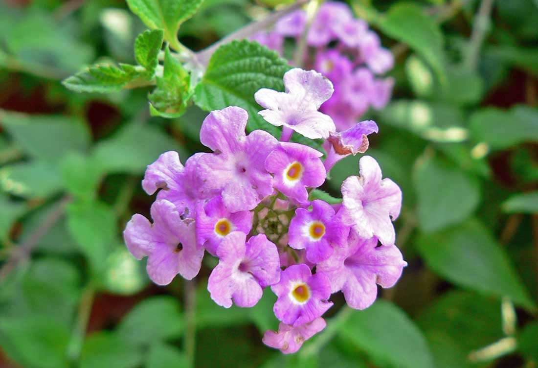 Lantana montevidensis Lantana montevidensis
