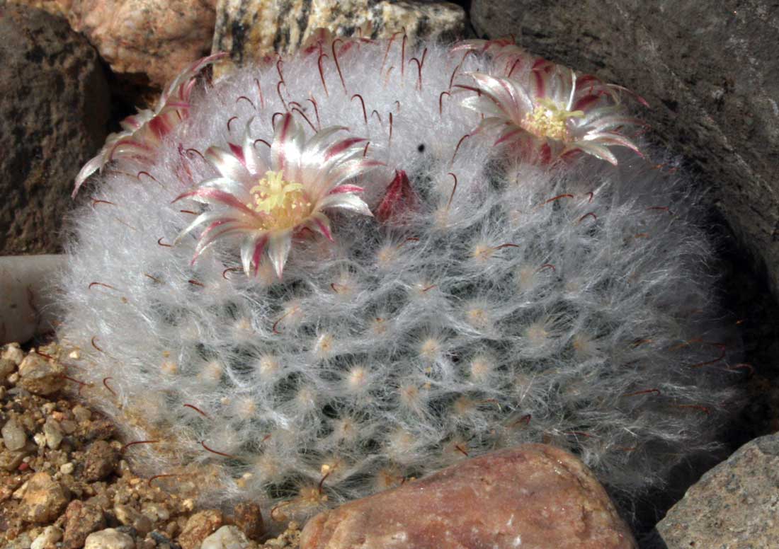 Mammillaria bocasana
