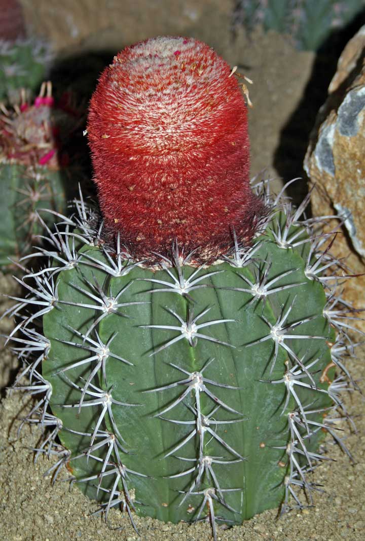 Melocactus, cefálium