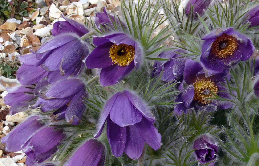 Pulsatilla turczaninovii Pulsatilla turczaninovii
