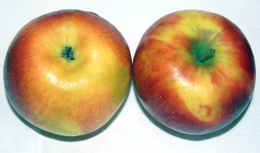 Rozela