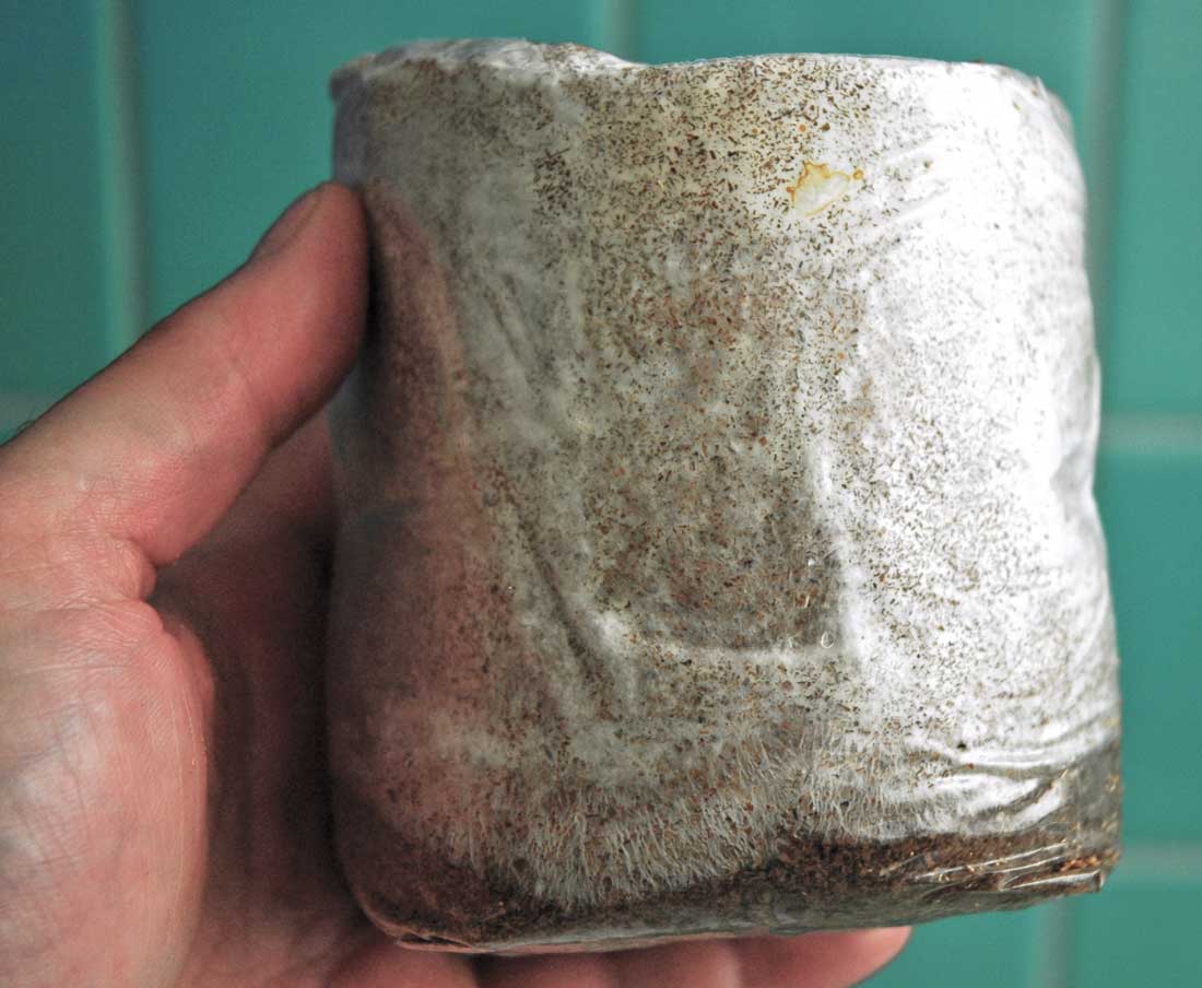 Substrát kolonizovaný myceliem Substrát kolonizovaný myceliem