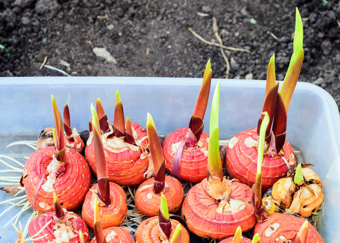 Narašené hlízy gladiol; foto Shutterstock Narašené hlízy mečíků