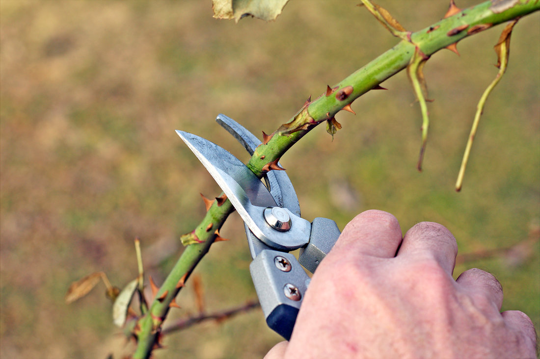 Na jaře růže krátíme s ohledem na jejich aktuální kondici, vzrůst a také podle skupiny, do které patří; foto Shutterstock Jarní řez růží