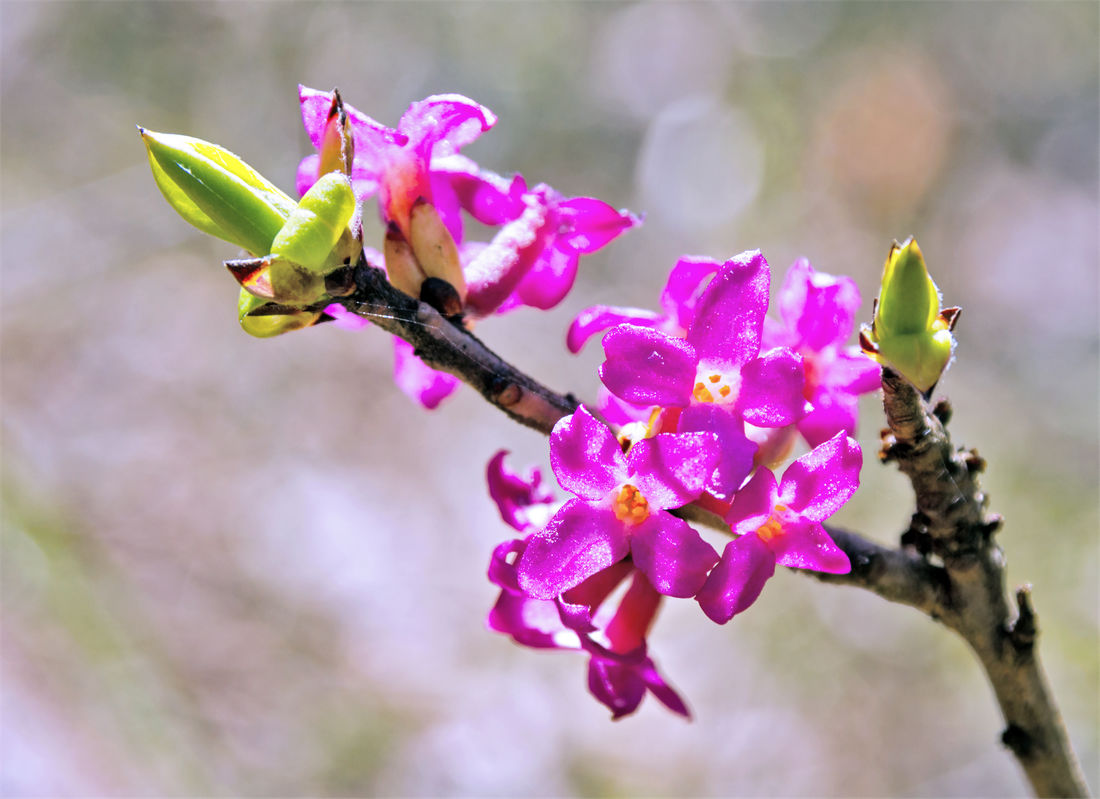 Lýkovec jedovatý (Daphne mezereum); foto Shutterstock Lýkovec kvete od února