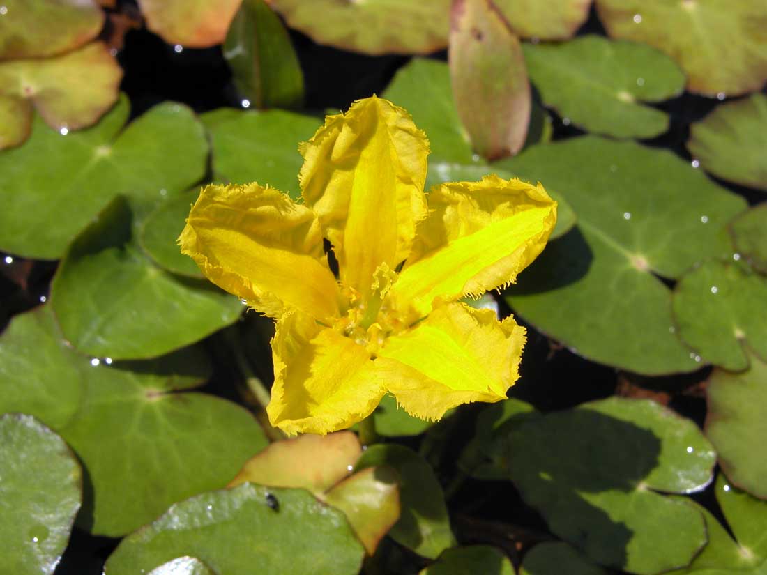 Plavín štítnatý (Nymphoides peltata ) Tuzemské vodní rostliny