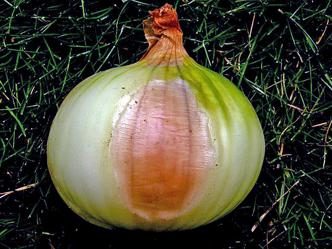 Sluneční úžeh cibule Sluneční úžeh cibule