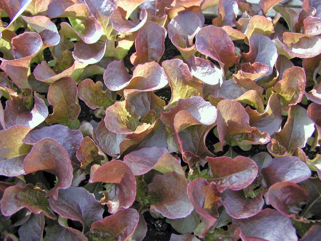 Odrůda Červánek pro salátové baby leaf Odrůda Červánek pro salátové baby leaf