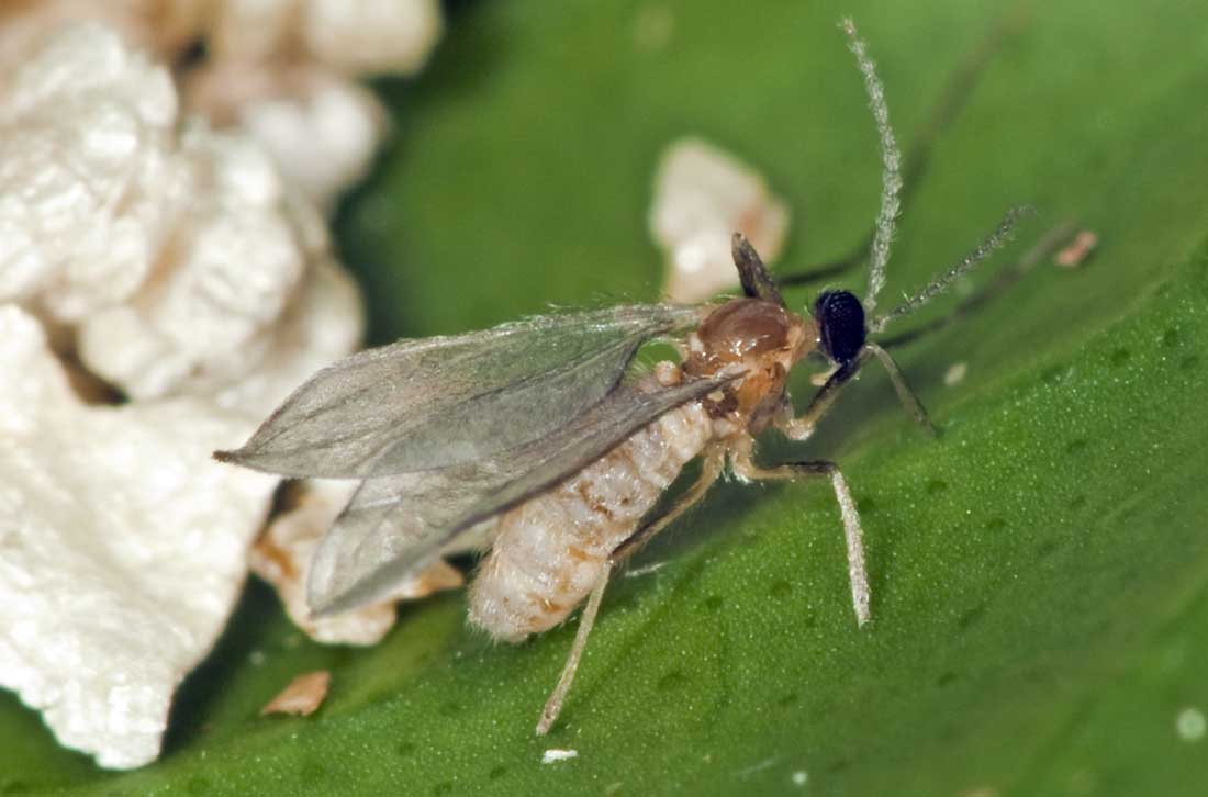 Bejlomorka Aphidoletes aphidimyza Bejlomorka Aphidoletes aphidimyza