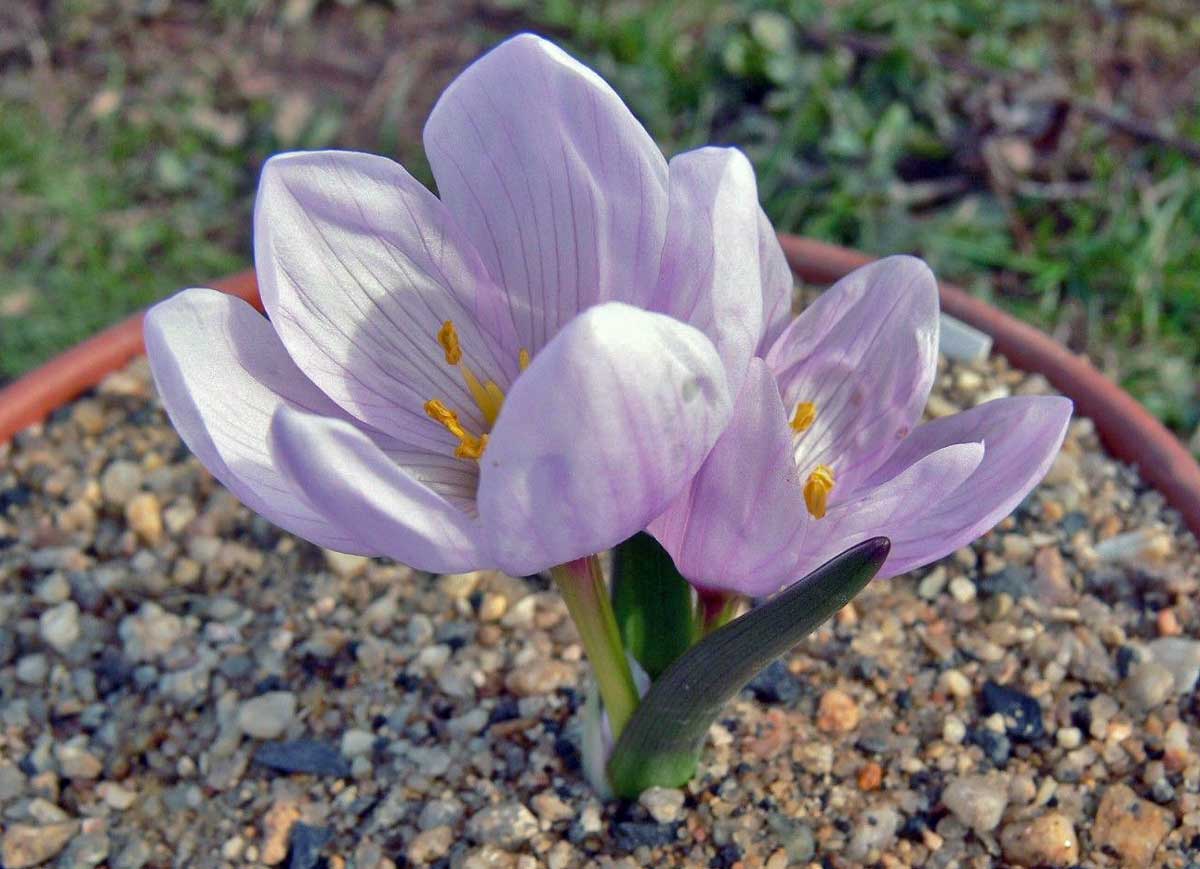 Colchicum bifolium Colchicum bifolium