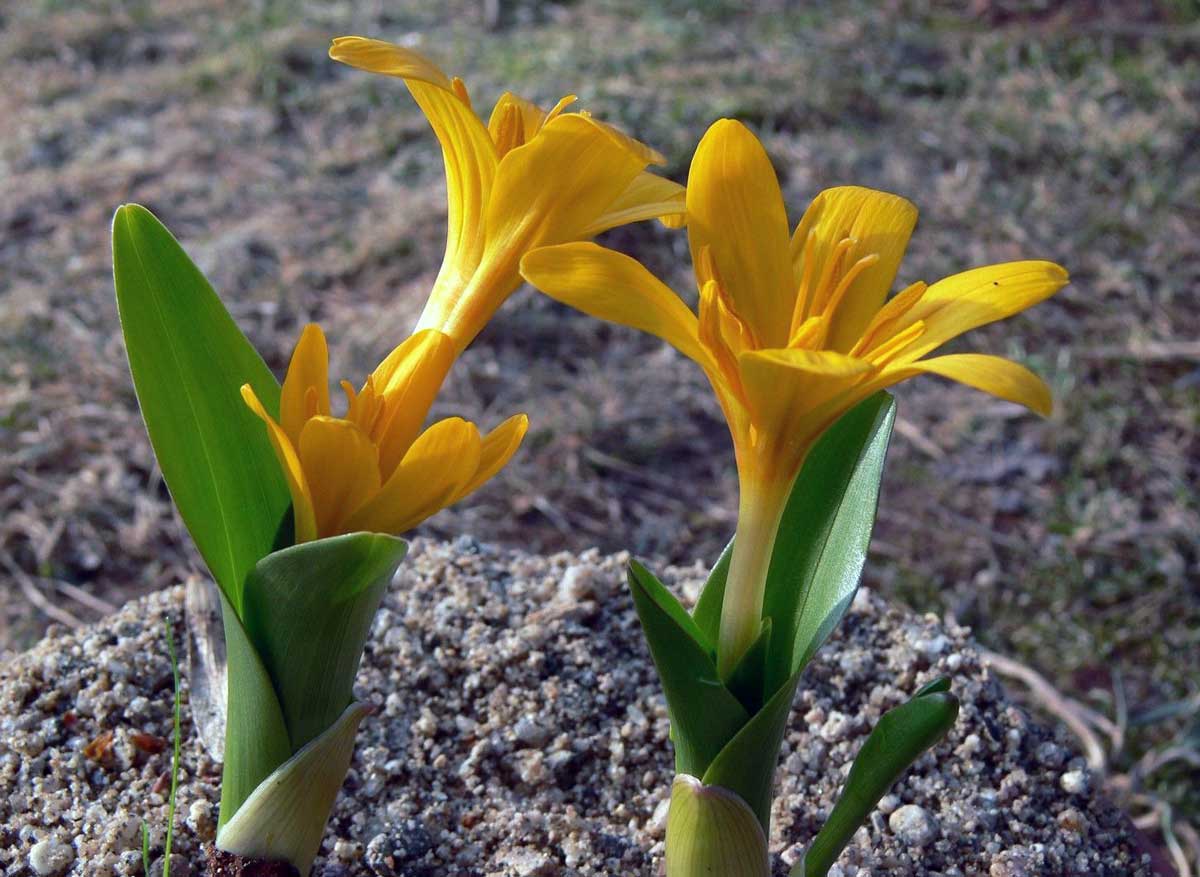 Colchicum luteum Golden Baby Bond Colchicum luteum Golden Baby Bond
