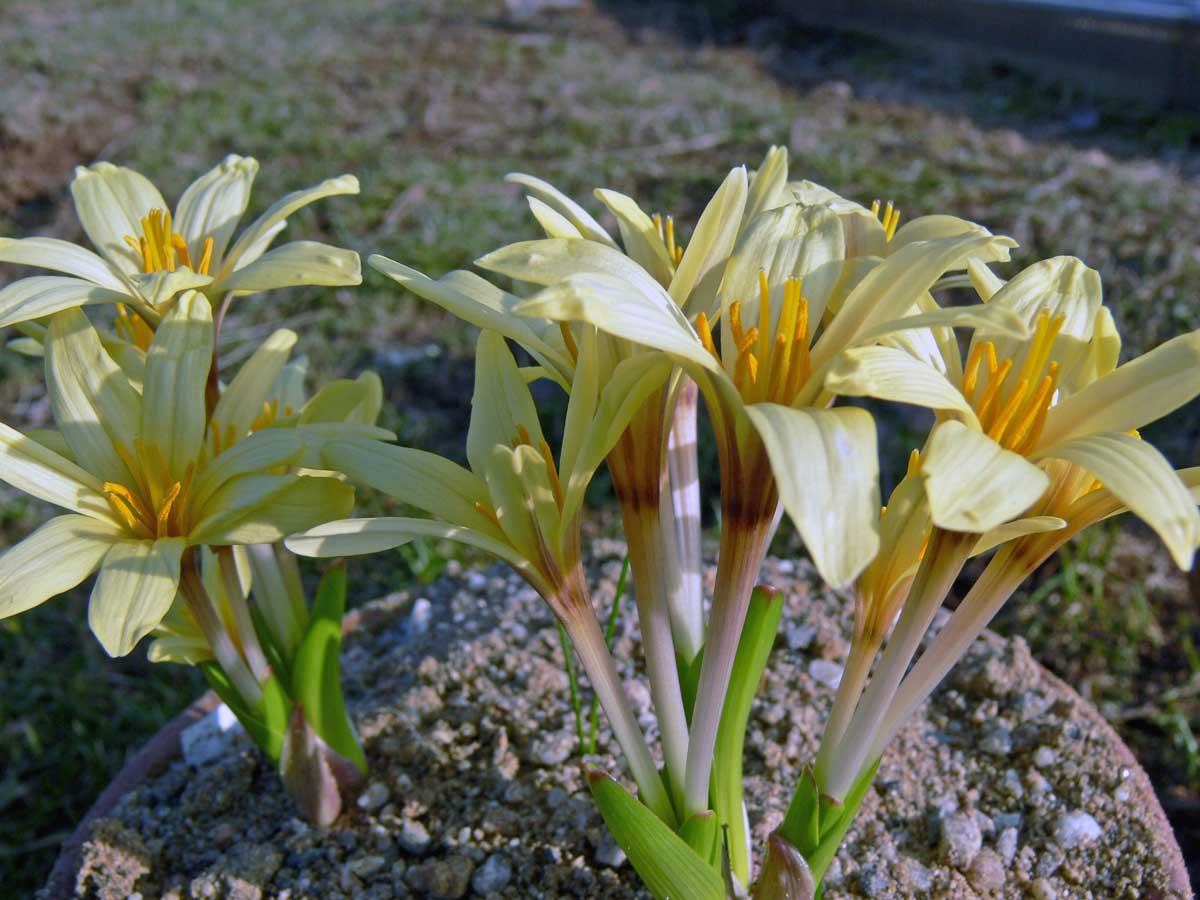 Colchicum luteum x kesselringii Janis ocúny Colchicum luteum x kesselringii Janis