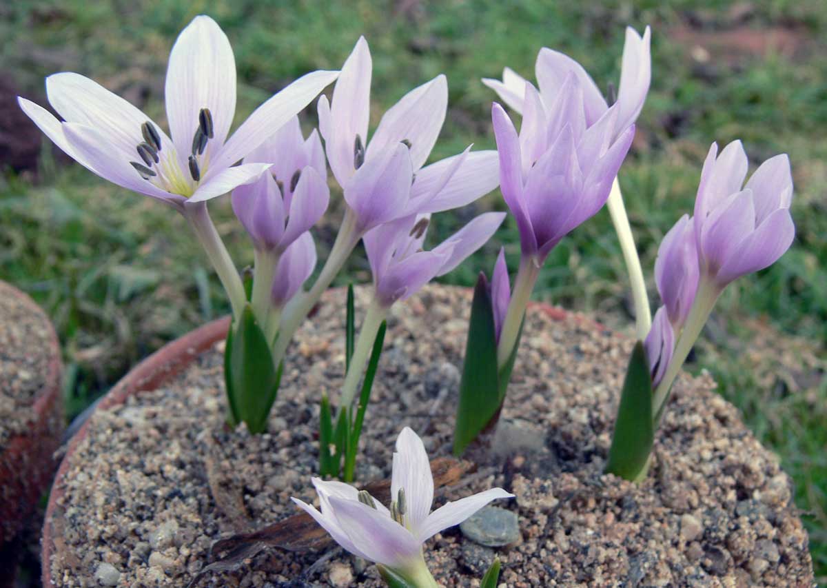 Colchicum szowitsii ocúny Colchicum szowitsii