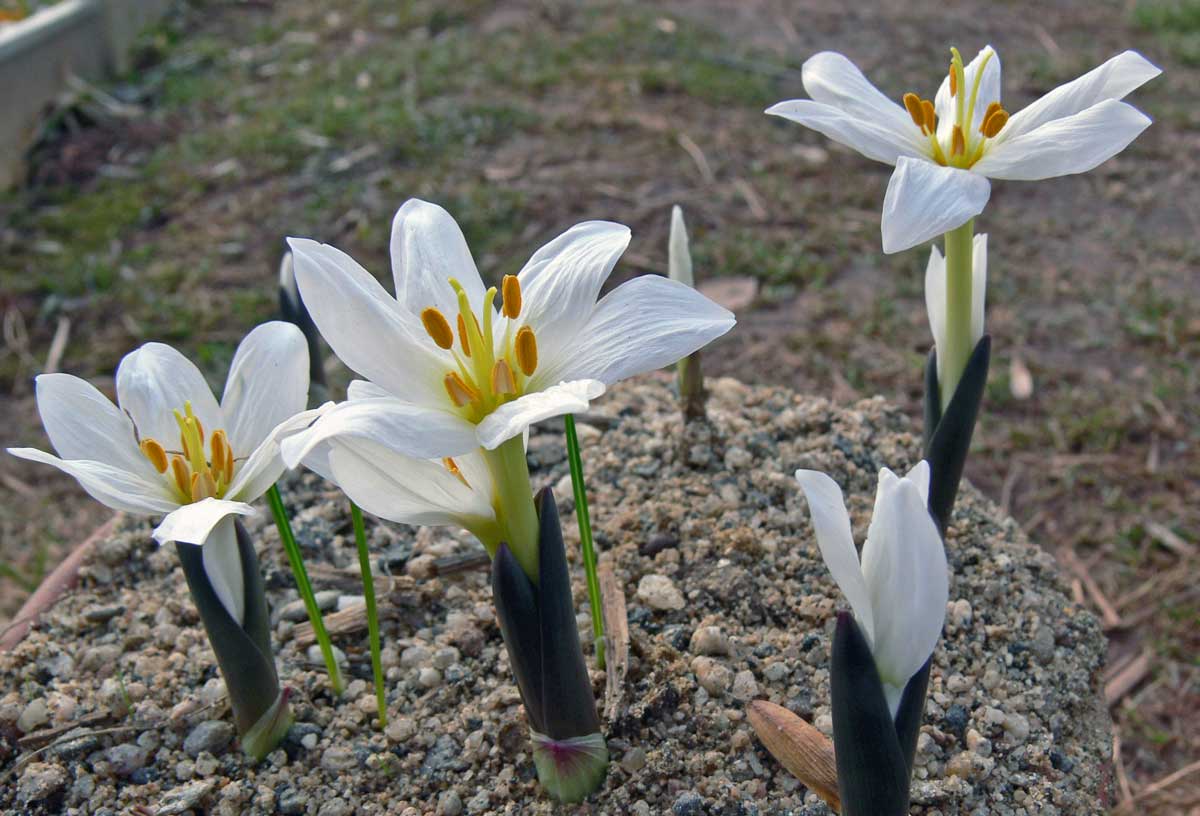 Colchicum szowitsii Tivi ocúny Colchicum szowitsii Tivi