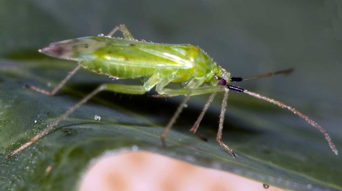 Dravá ploštice klopuška skleníková Macrolophus caliginosus