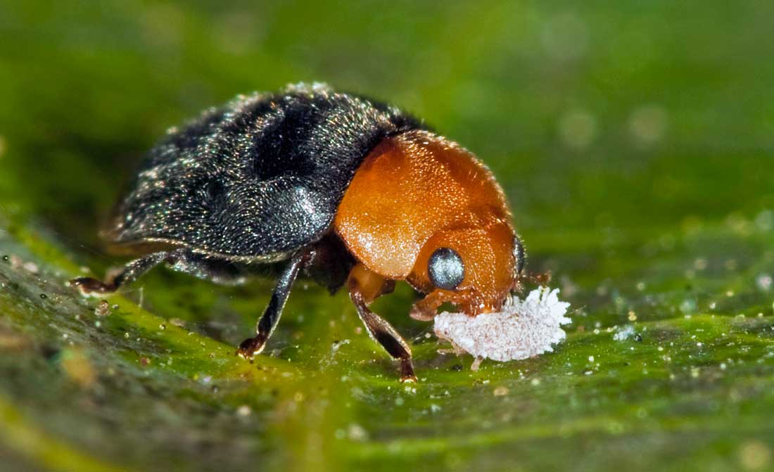 Biologická ochrana zeleniny aneb predátoři proti škůdcům