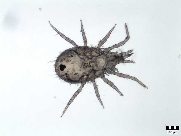 Dravý roztoč Amblyseius cucumeris Dravý roztoč Amblyseius cucumeris