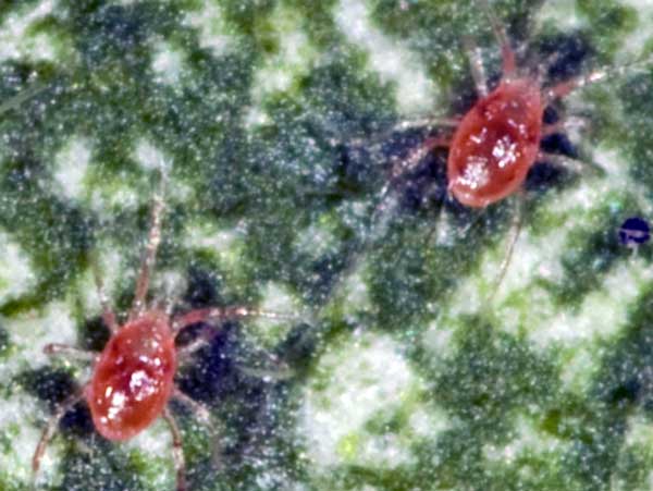 Dravý roztoč Phytoseiulus persimilis Dravý roztoč Phytoseiulus persimilis