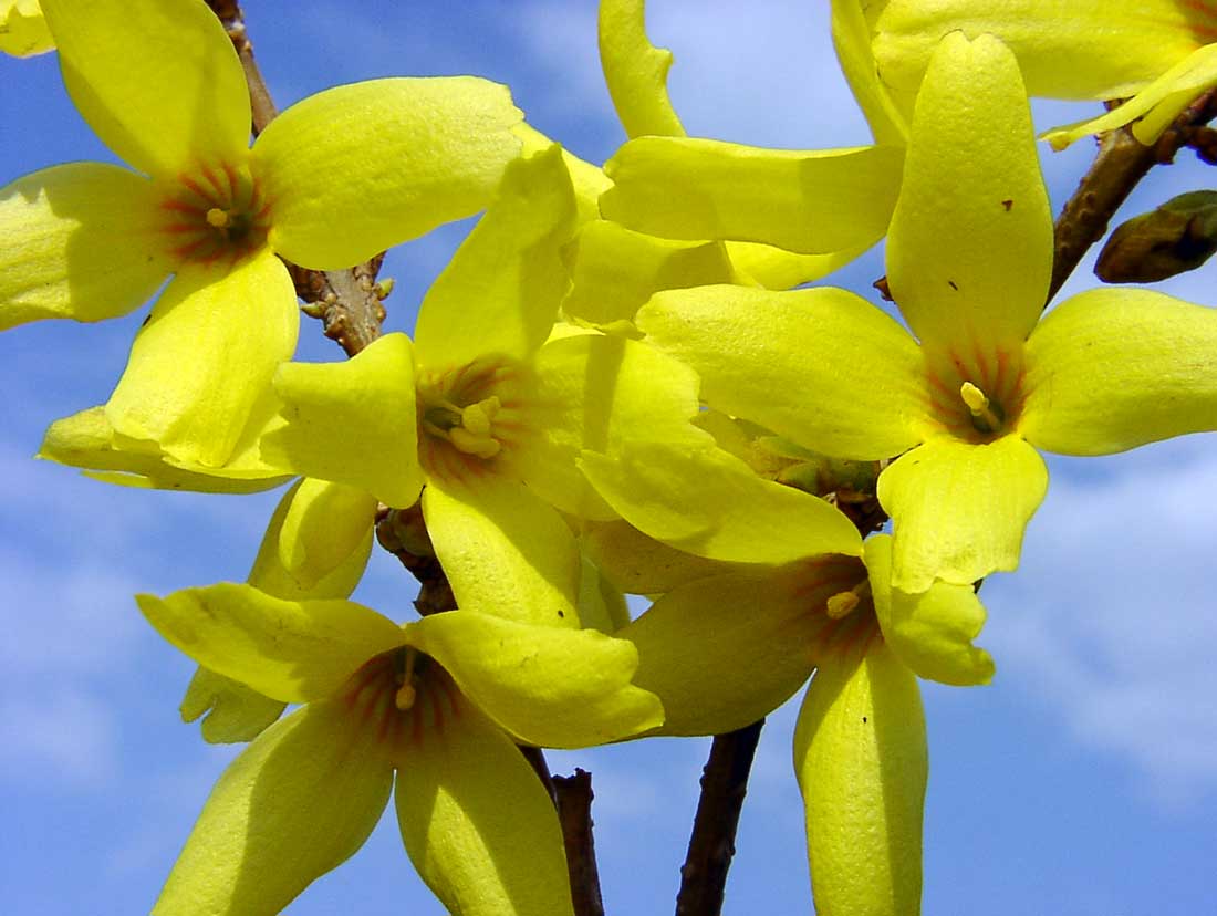 Řez okrasných keřů, které kvetou na loňských výhonech