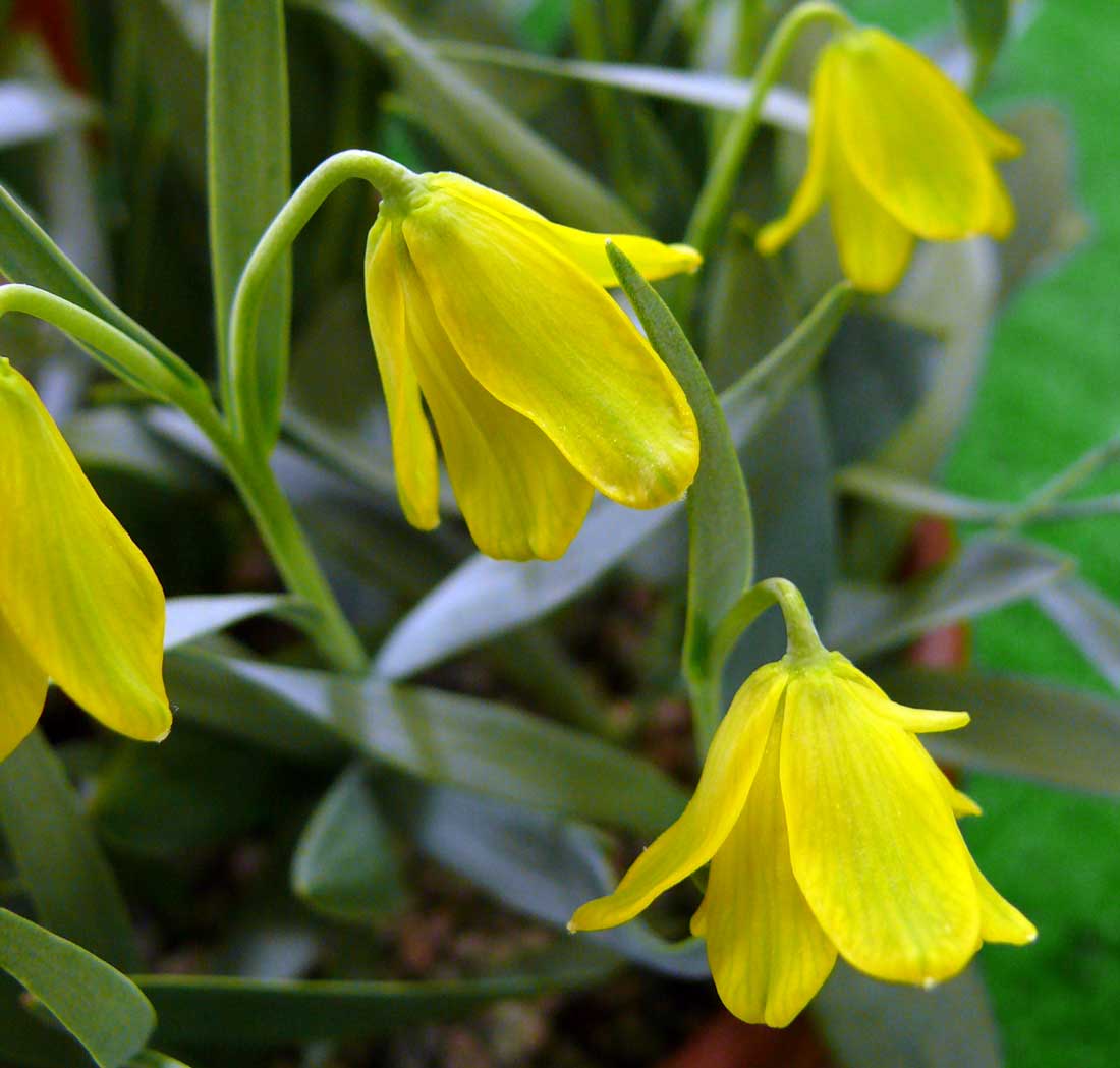 Fritillaria citrina Fritillaria citrina