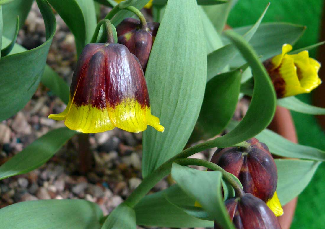 Fritillaria michailovskyi Fritillaria michailovskyi