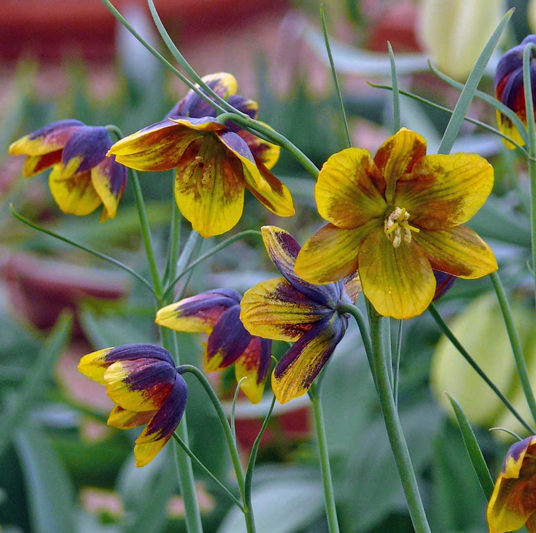 Fritillaria reuteri Fritillaria reuteri