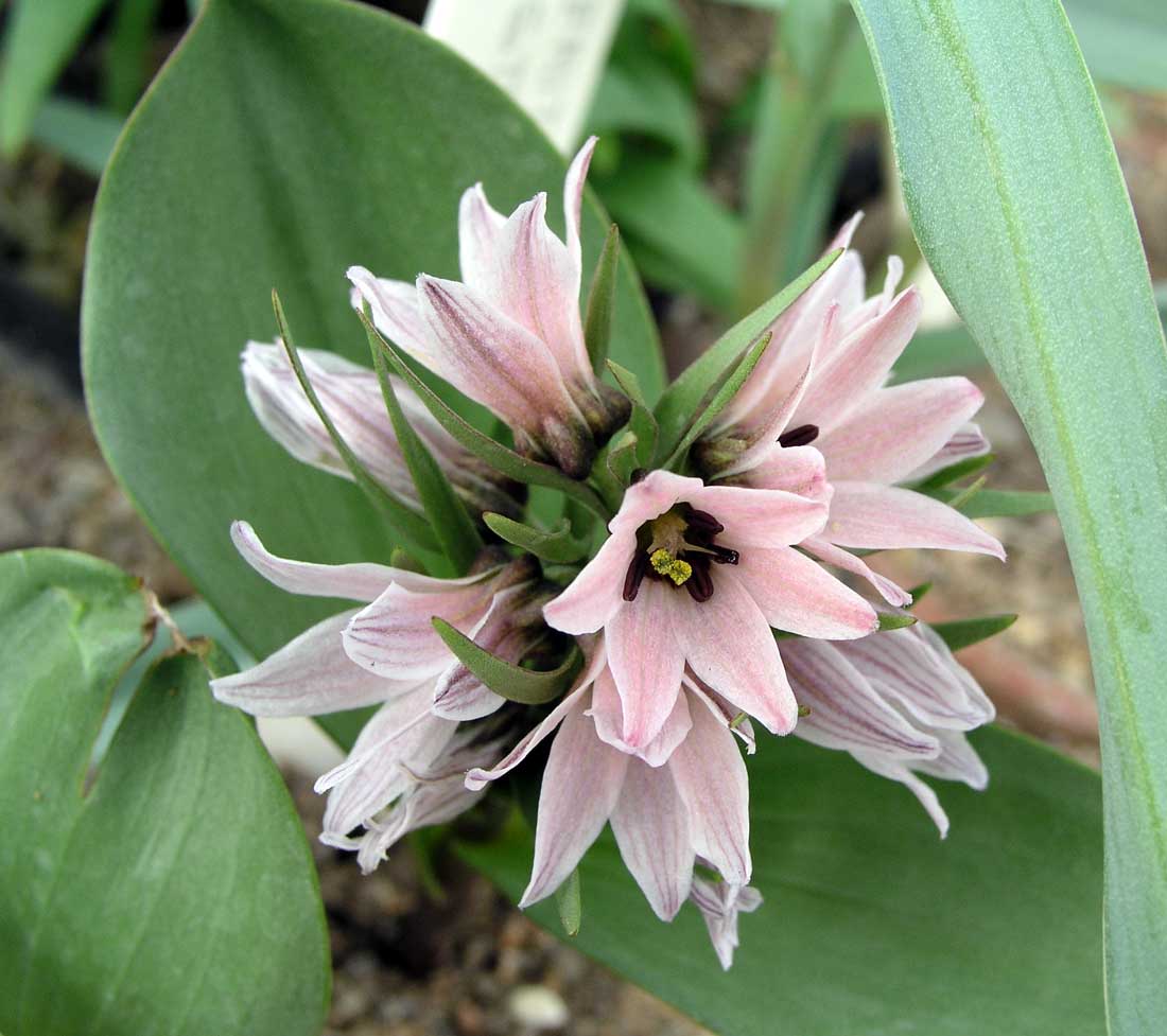 Fritillaria stenanthera Fritillaria stenanthera