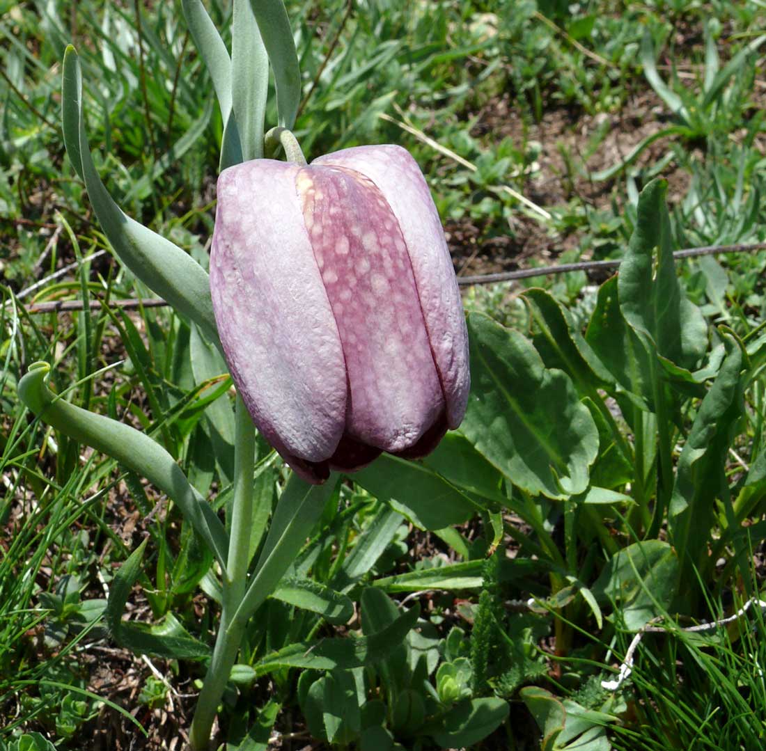 Fritillaria tubiformis Fritillaria tubiformis