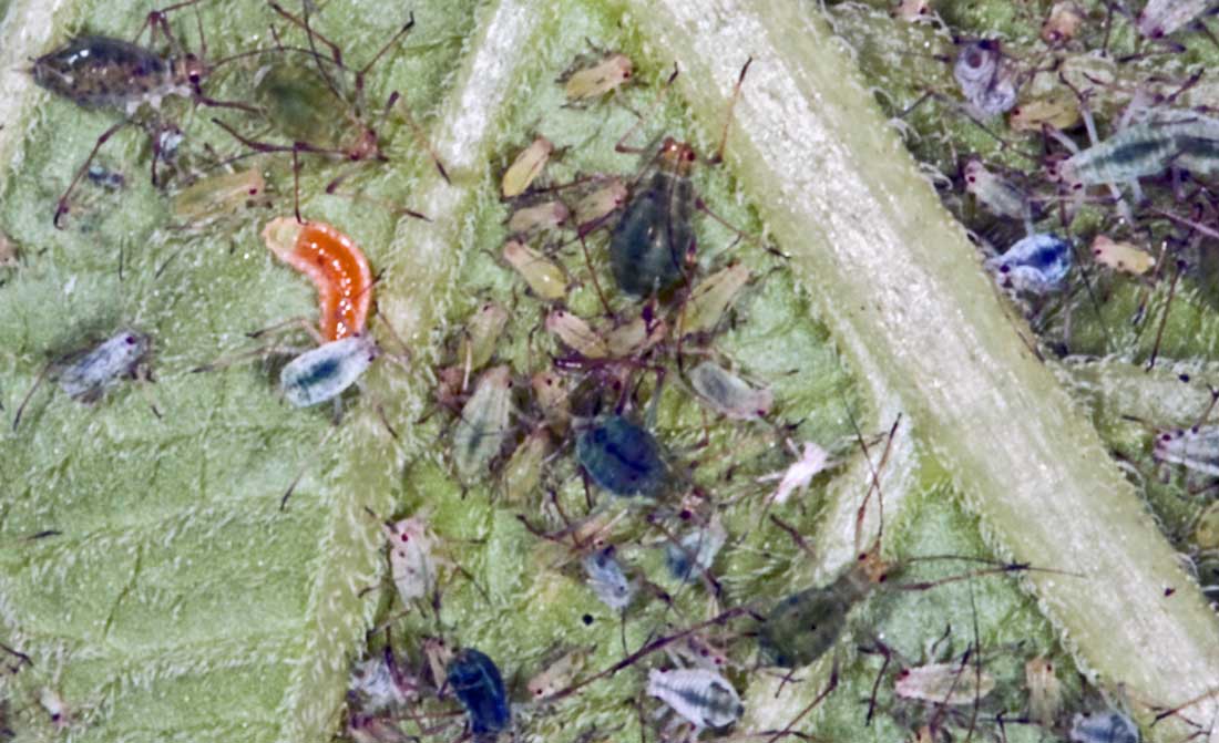 Oranžová larva bejlomorky Aphidoletes aphidimyza v kolonii mšic Oranžová larva bejlomorky v kolonii mšic