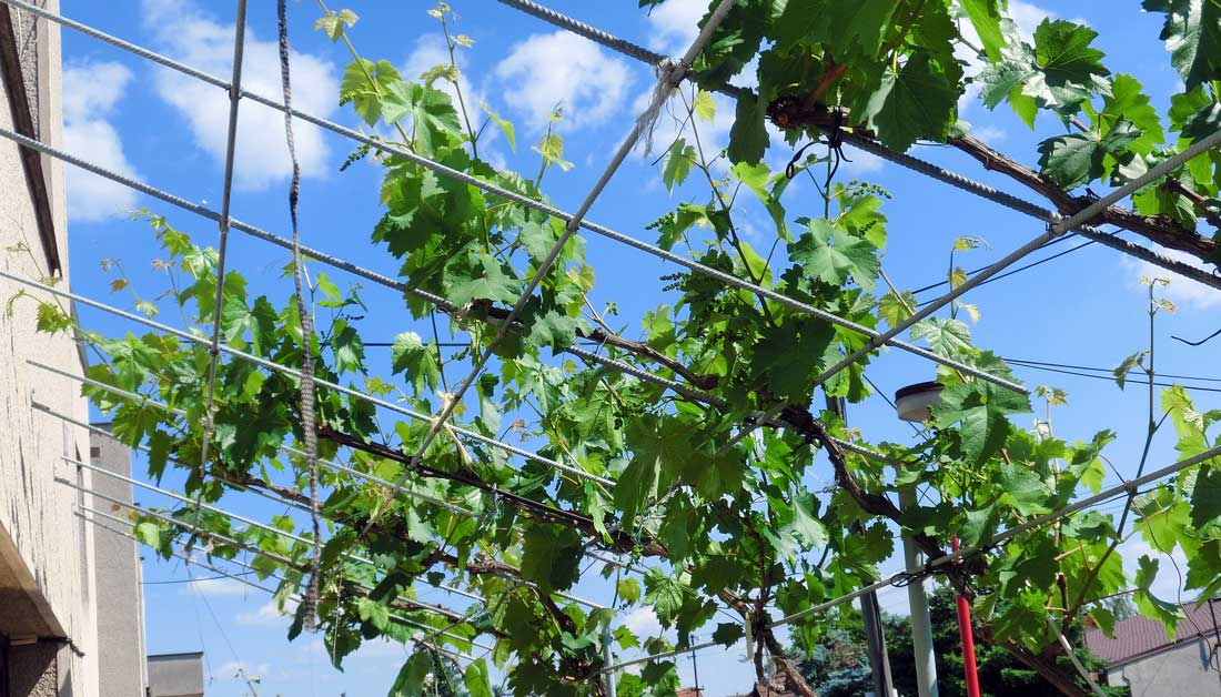 Pergola před kvetením – pohled z balkonu Pergola před kvetením – pohled z balkonu