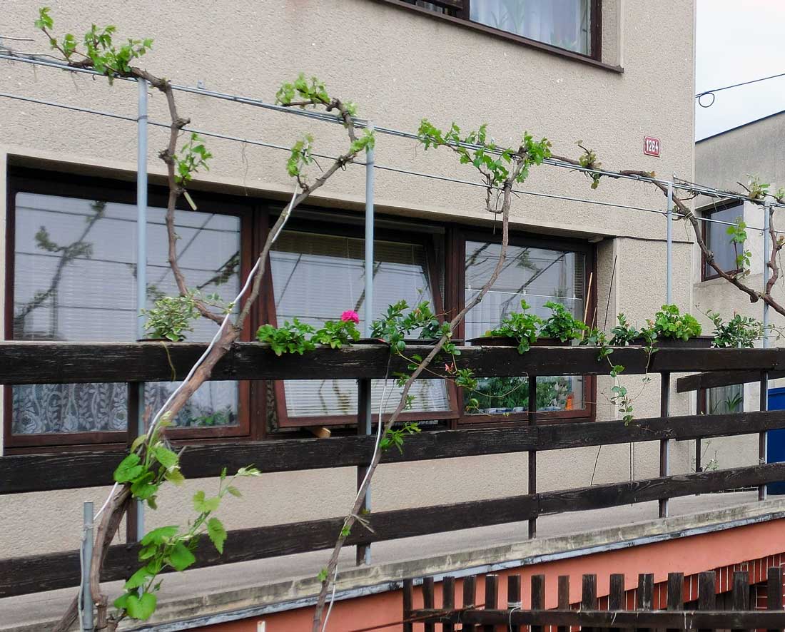 Pergola u domu na začátku vegetace Pergola u domu na začátku vegetace