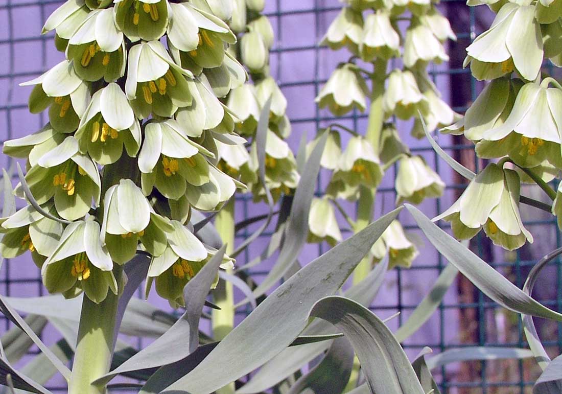 Řebčík perský Fritillaria persica Ivory Queen Řebčík perský Fritillaria persica Ivory Queen