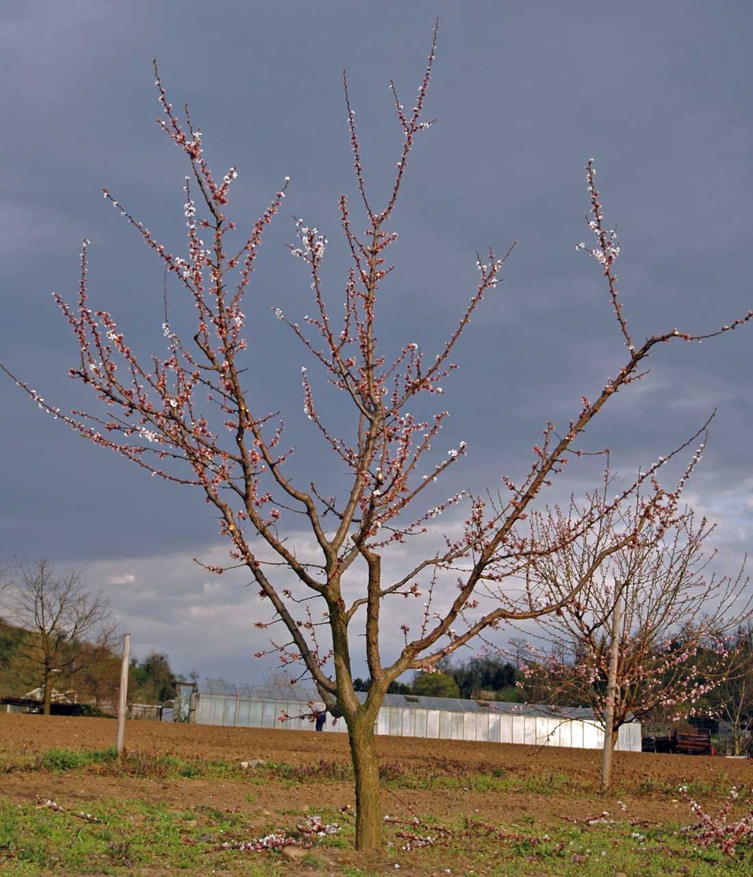 Stejný strom po jarním řezu